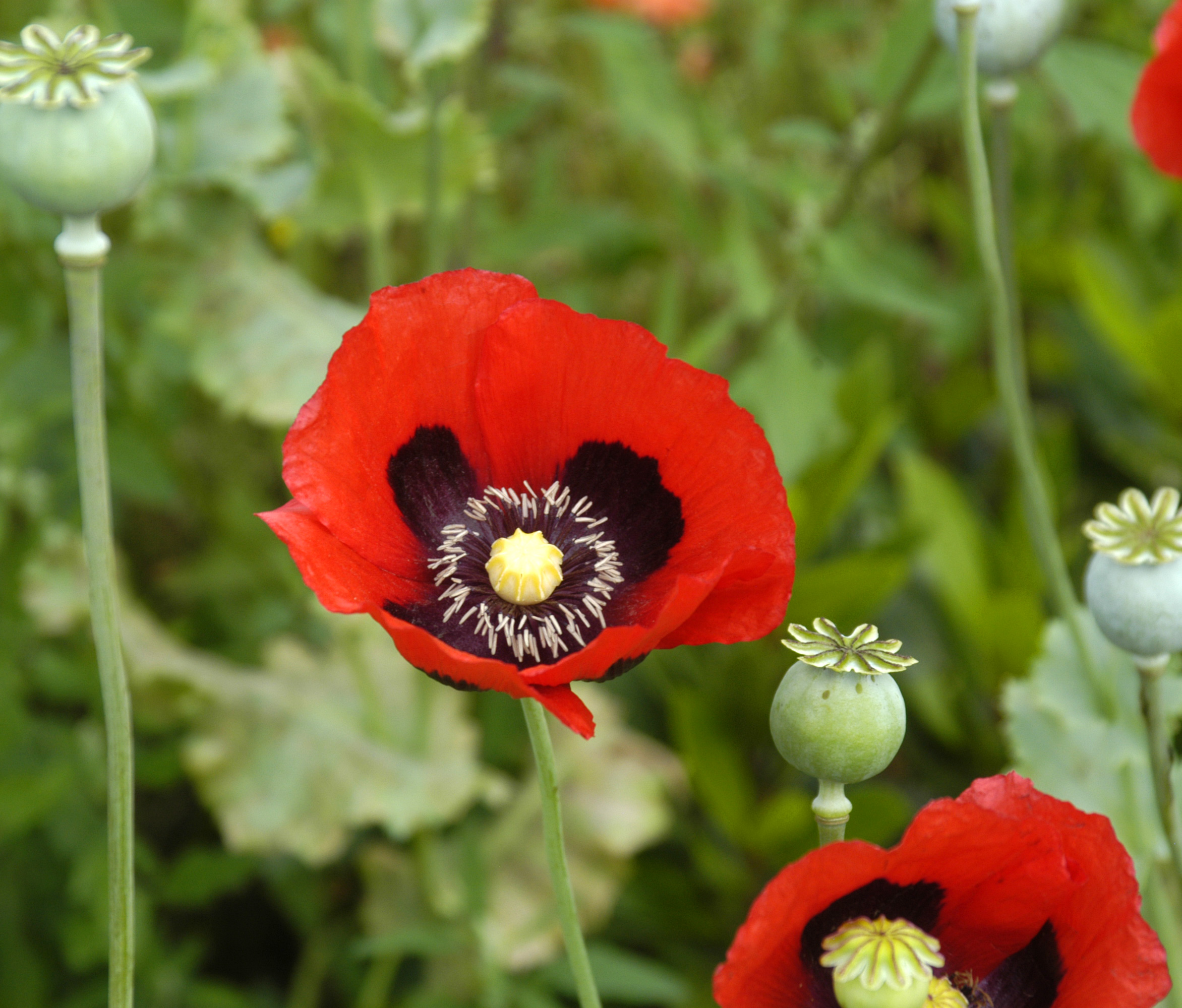 Papaver_somniferum_flowers.jpg