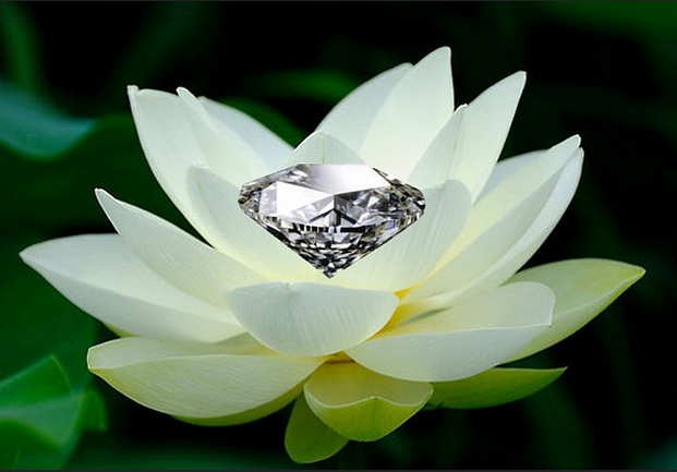 jewelinlotuspuritydiamondperfection