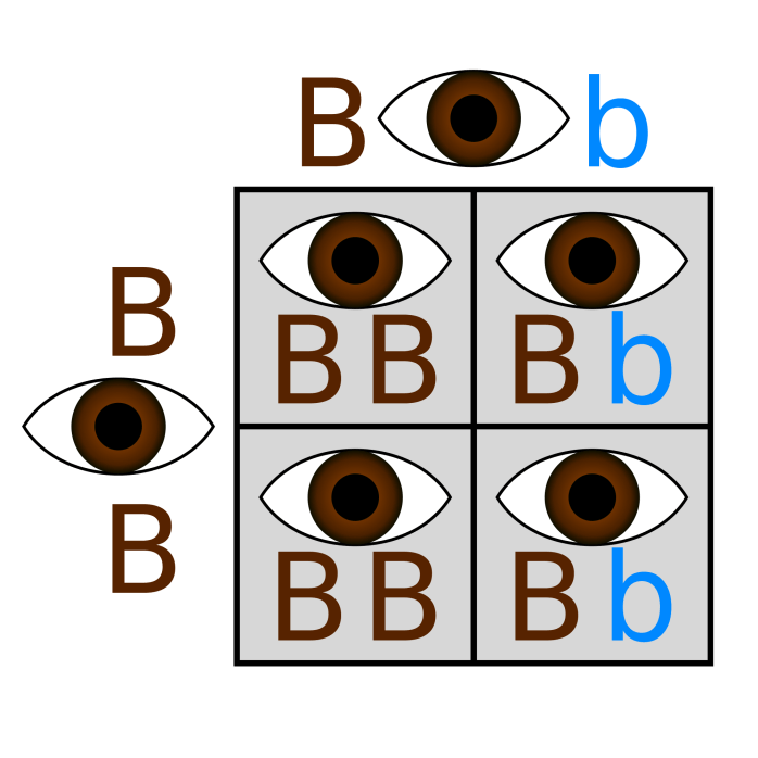 2000px-Punnett_homobrown_x_hetero.svg