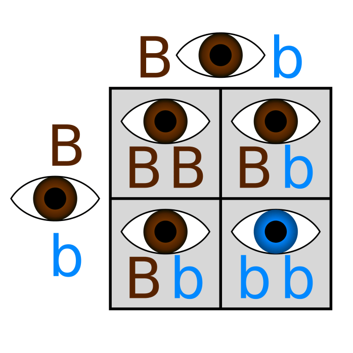 Punnett_hetero_x_hetero.svg