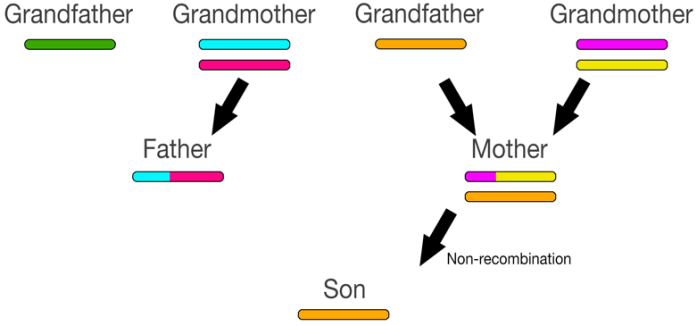 recombination8
